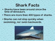 sharks have been around since the time of dinosaurs there are more than 40 types of sharks