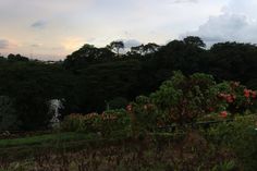 the sun is setting over some trees and bushes with pink flowers in front of them