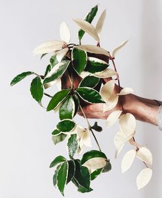 a hand holding a plant with white and green leaves