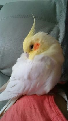 a yellow and white bird sitting on the back of a car seat