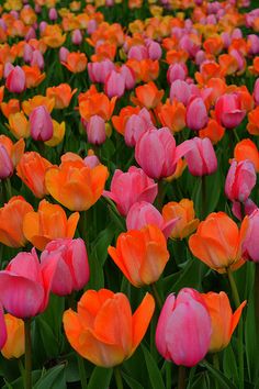 many pink and orange tulips in a field