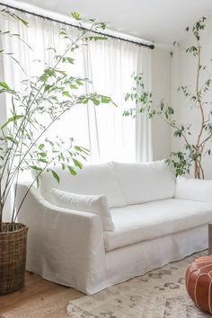 a living room with a white couch and potted plant next to the window in front of it