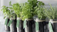 several jars filled with herbs sitting on top of a counter