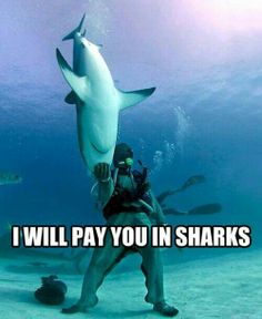 a man holding up a shark in the ocean with caption that reads, i will pay you in sharks