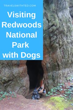 the entrance to red woods national park with dogs in it and text overlay reading visiting redwoods national park with dogs