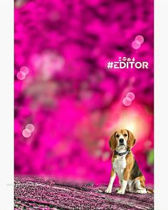 a dog sitting in front of a pink background