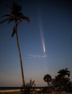 a palm tree with a shooting star in the sky above it and some trees near by