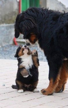 a dog is playing with another dog on the ground in front of him and it's paw up to its mouth