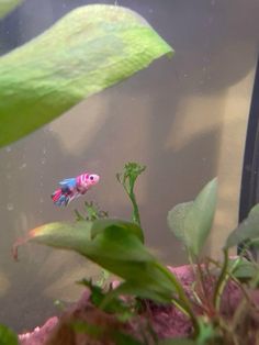 a pink and blue fish in an aquarium with green plants on the bottom right side