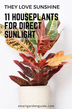 a potted plant with the words, they love sunshine 11 houseplants for direct sunlight