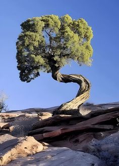 a tree that is growing out of some rocks