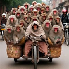 a group of monkeys riding on the back of a bike with a person in front