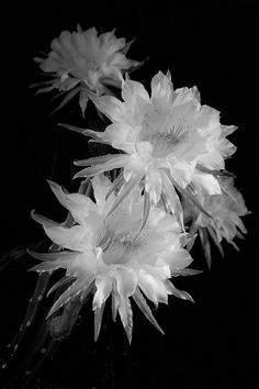 black and white photograph of three flowers in a vase