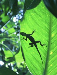 a gecko silhouetted on a green leaf in the sun with leaves surrounding it