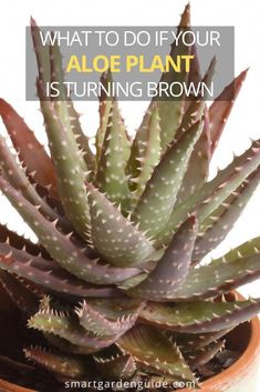 an aloe plant with the words what to do if your aloe plant is turning brown