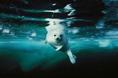 a polar bear swimming in the water