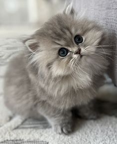 a small gray kitten sitting on top of a couch