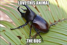 a beetle sitting on top of a green leaf next to the caption love this animal the bug