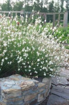 Gaura 'So White'. This is another great option for a plant that is low water use once established. This perennial will burst with white flowers and it is a great pollinator attractor. Flowers to 24" tall and 18" wide. Gaura Plant, Whirling Butterflies, Survival Gardening, Moon Garden, White Gardens, Plant Nursery, Raised Garden, Front Garden