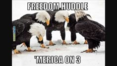 several bald eagles standing in front of a tv screen with the caption'america on 3 '