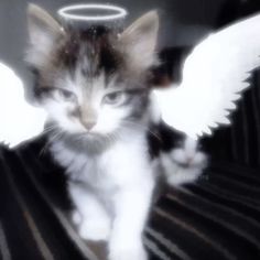 a kitten with angel wings on its head