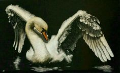 a white and black swan with its wings spread out in the water, on a dark background