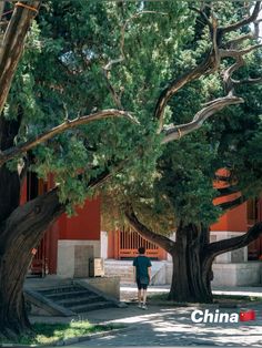 a person standing under some trees in front of a building