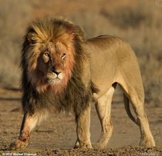 a large lion standing on top of a dirt field