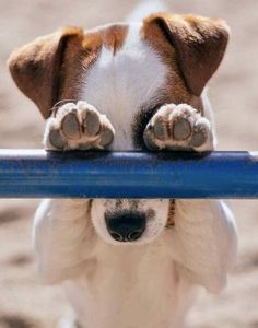 a brown and white dog with his paws on a blue rail looking at the camera