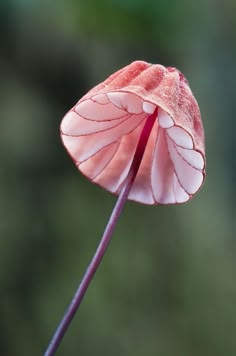 a pink flower with water droplets on it