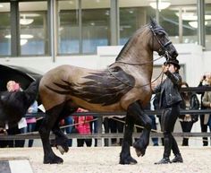 a woman leading a brown horse with black feathers on it's face and tail