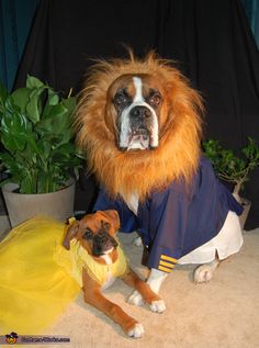 two dogs dressed up as lion and princess