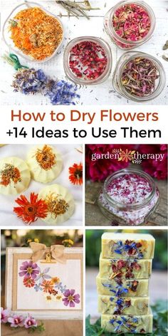 Dried Flower Petals, Flower Pedals, Garden Therapy, Rare Seeds