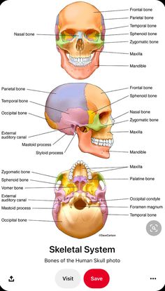 the bones and their major skeletal systems are labeled in this diagram, which shows the location of