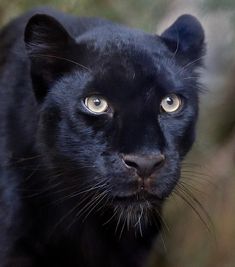 a close up of a black cat with blue eyes looking at the camera and to the side