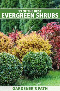 the best evergreen shrubs for your garden's path is in front of some shrubbery