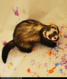 a ferret standing on top of a white table covered in colorful paint and splatters