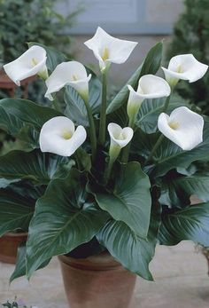 some white flowers are in a pot on the ground near other pots with plants around them