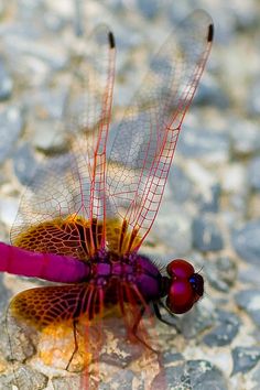 a purple dragonfly sitting on top of a stone floor next to another red and yellow dragon