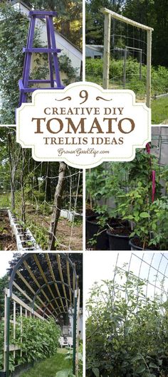 several pictures of different types of trelliss and plants in various stages of growing