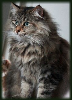 a long haired gray cat sitting on top of a window sill