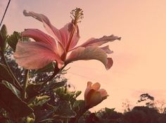 a pink flower with green leaves in the foreground and trees in the back ground