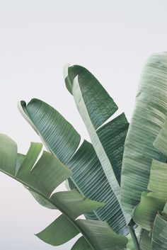 a large green leafy plant in front of a white wall and grey sky background