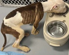 a brown and white dog standing next to a water bowl