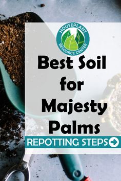 Majesty Palm Care, Palm House Plants, Majesty Palm, Majestic Palm, House Gardening, Gardening Food, Types Of Houseplants, Palm Tree Plant, Houseplant Care