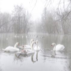 several white swans swimming in the water on a foggy day