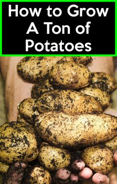 potatoes piled on top of each other with text overlay how to grow a ton of potatoes