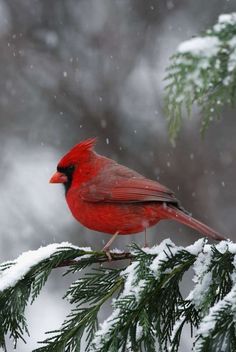 a red bird perched on top of a pine tree branch covered in snow with evergreen needles