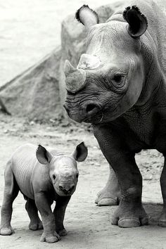 a baby rhino standing next to an adult rhino