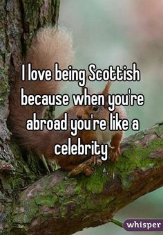 a squirrel on a tree branch with the words i love being scottish because when you're